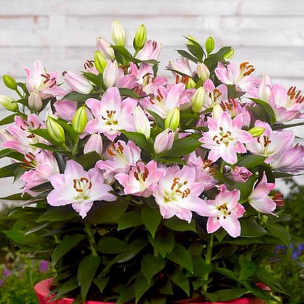 Companion Oriental Lily (Light Pink) - Bulbs (set of 5)