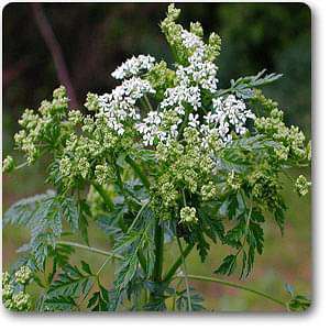 Conium maculatum - Plant