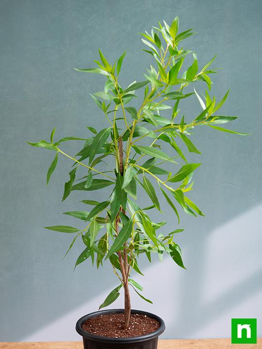 Conocarpus erectus - Plant - Image 2