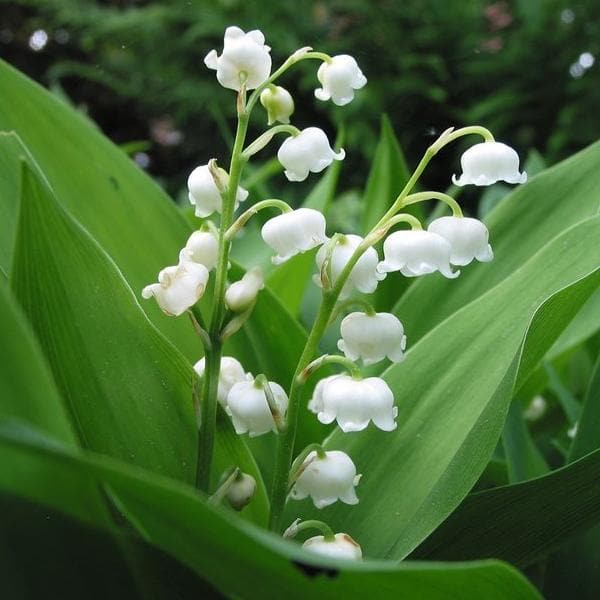 Convallaria, Lily of the valley (Mix Color) - Bulbs (set of 5)