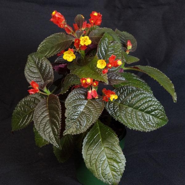 Copper Leaf, Chrysothemis Pulchella - Plant