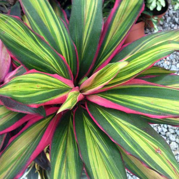 Cordelini Kiwi, Dracaena Kiwi - Plant
