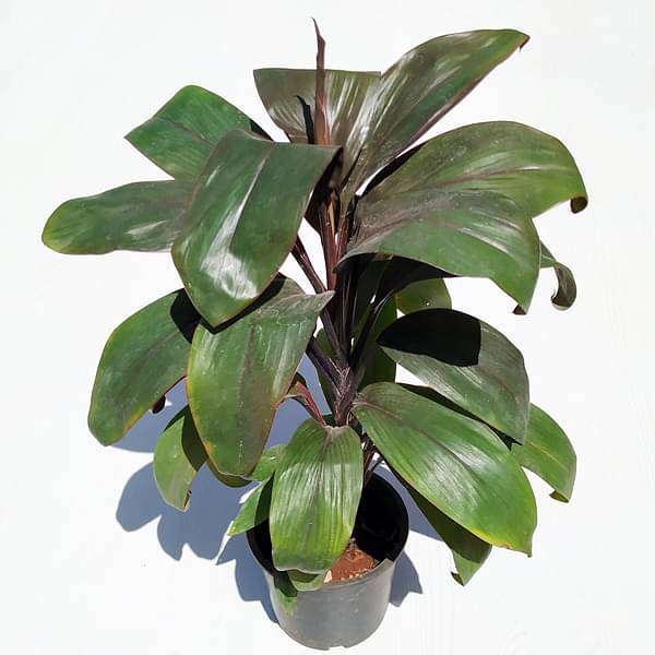 Cordyline - Plant