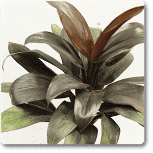 Cordyline - Plant - Image 2