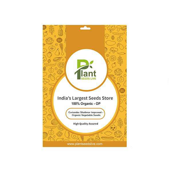 Coriander Shalimar Improved - Organic Vegetable Seeds - Image 2
