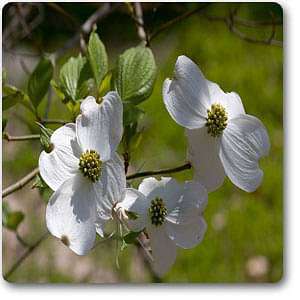 Cornus florida - Plant