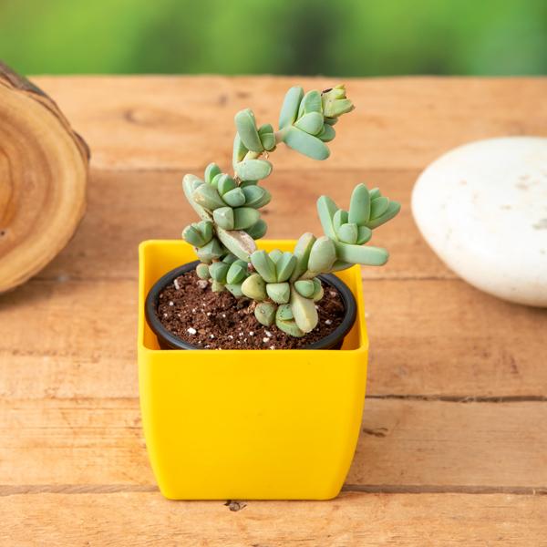 Corpuscularia lehmannii - Succulent Plant