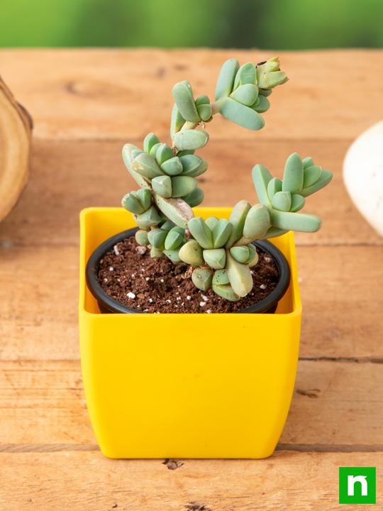 Corpuscularia lehmannii - Succulent Plant - Image 2