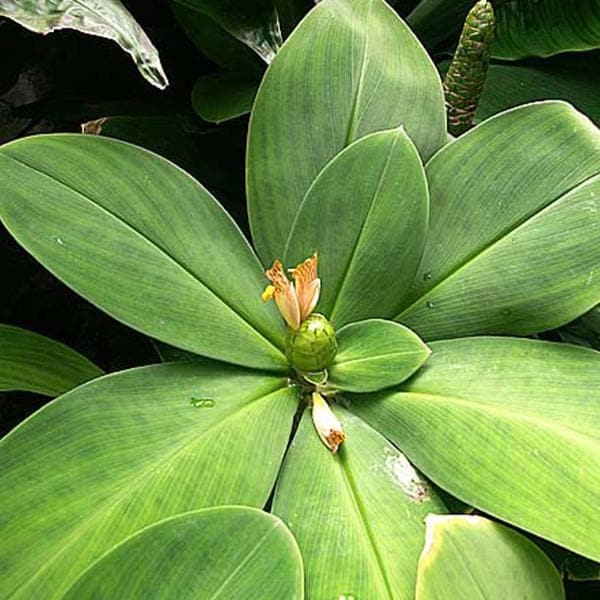 Spiral Ginger, Costus Malortieanus - Plant