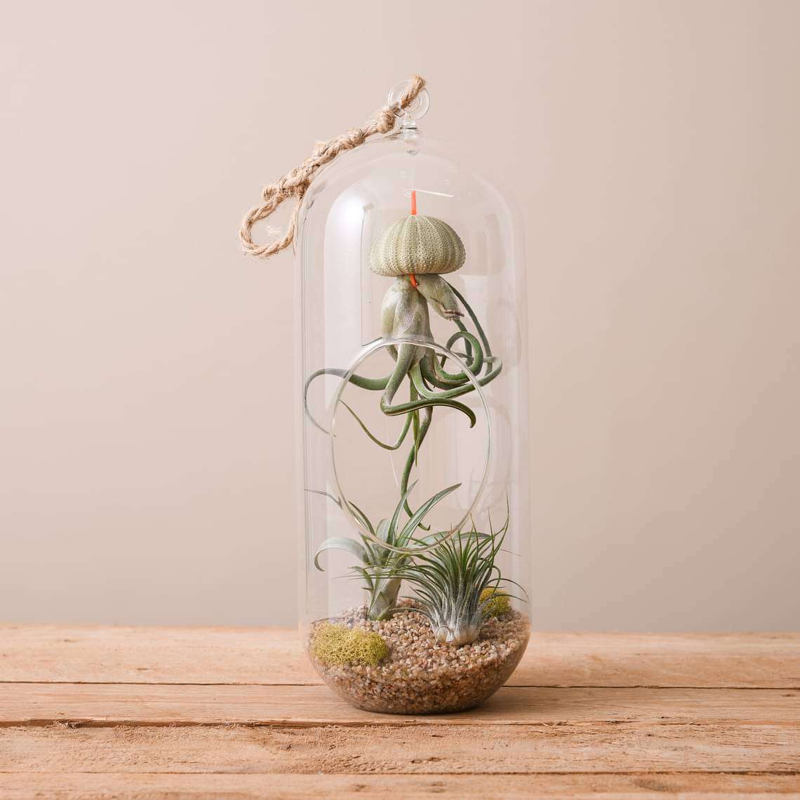 Cousteau - Air Plant - Image 3