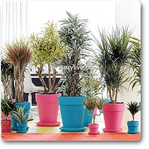 Cozy 2BHK (Classic) Plant Decor Pack