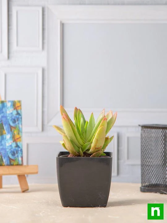 Crassula Campfire - Succulent Plant - Image 2