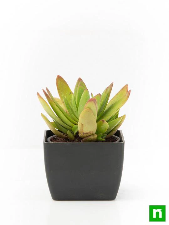 Crassula Campfire - Succulent Plant - Image 3