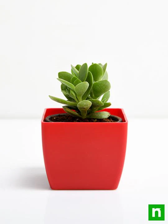 Crassula cultrata - Succulent Plant - Image 3