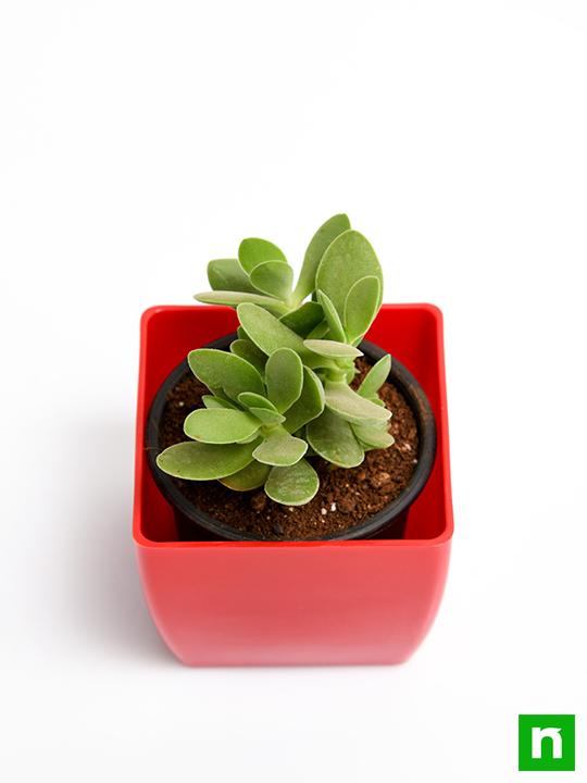 Crassula cultrata - Succulent Plant - Image 4