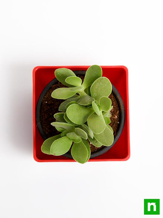 Crassula cultrata - Succulent Plant - Image 5