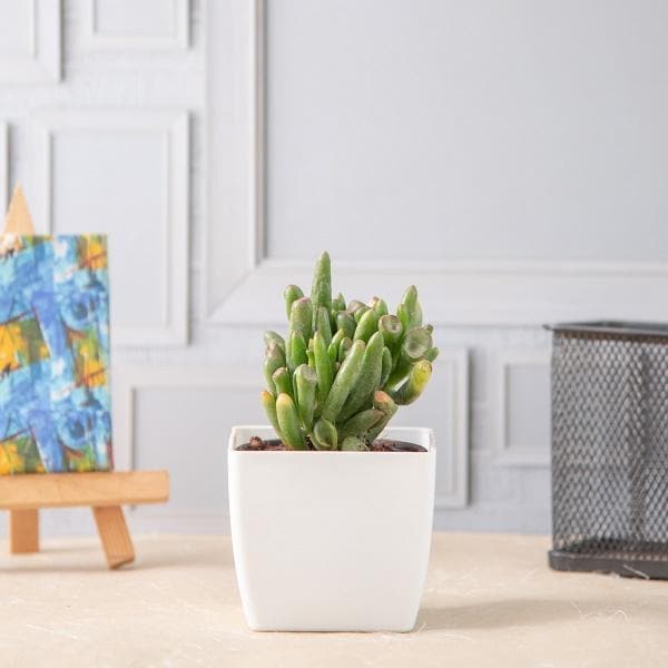Crassula Hobbit - Succulent Plant