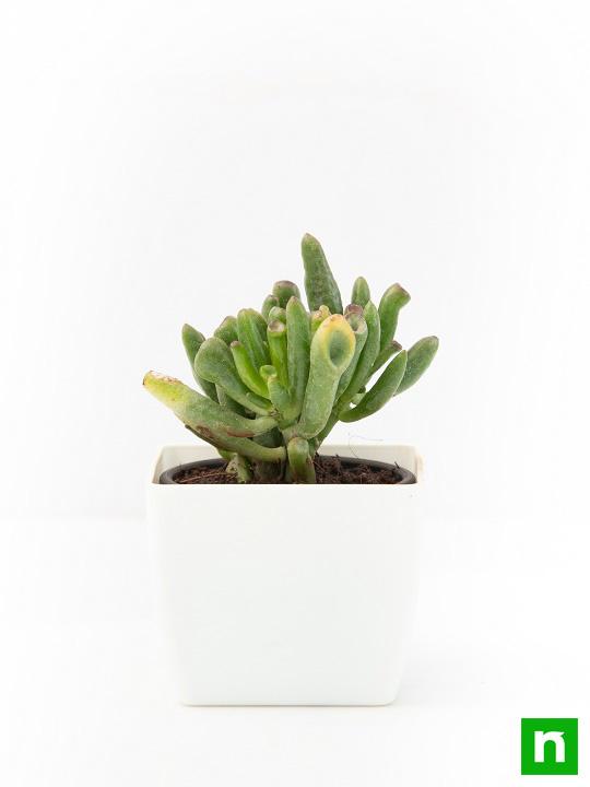 Crassula Hobbit - Succulent Plant - Image 4