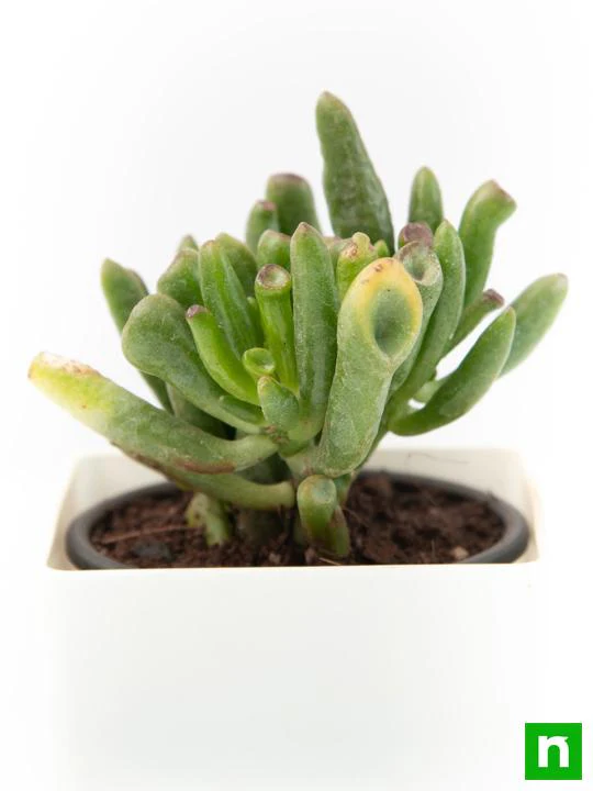 Crassula Hobbit - Succulent Plant - Image 5