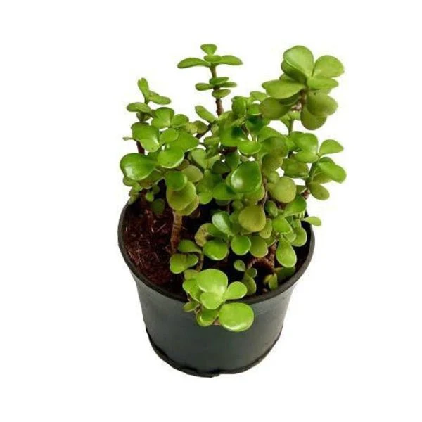 Crassula ovata, Jade Plant - Succulent Plant