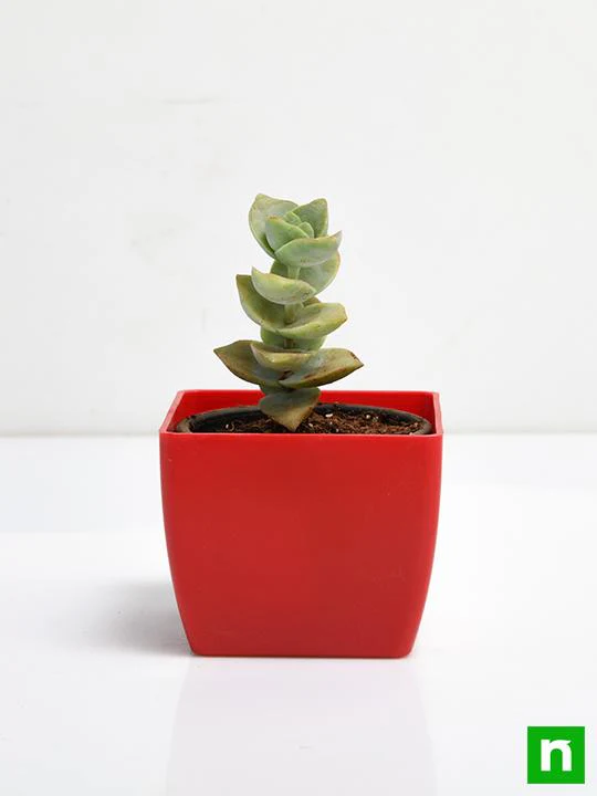 Crassula perforata - Succulent Plant - Image 3
