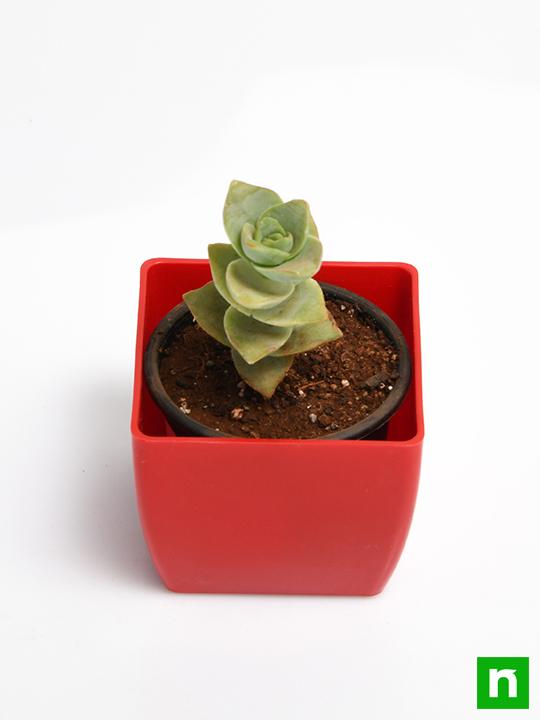 Crassula perforata - Succulent Plant - Image 4