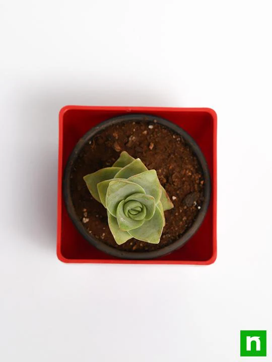 Crassula perforata - Succulent Plant - Image 5