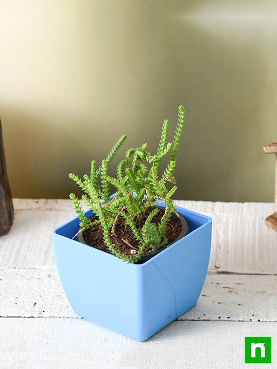 Crassula Princess Pine - Succulent Plant - Image 2