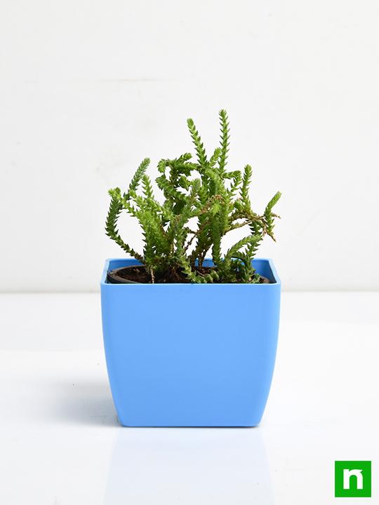 Crassula Princess Pine - Succulent Plant - Image 3