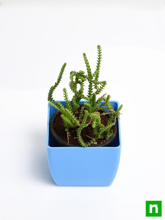 Crassula Princess Pine - Succulent Plant - Image 4