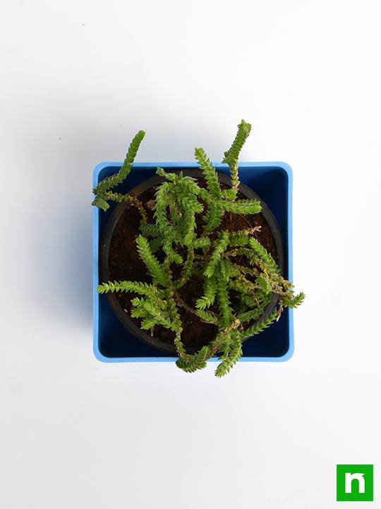 Crassula Princess Pine - Succulent Plant - Image 5