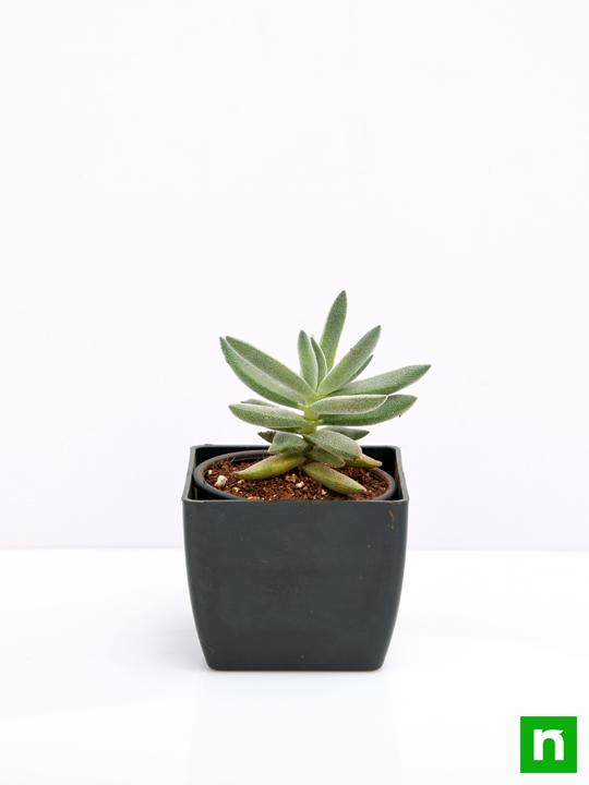 Crassula Surprise Party - Succulent Plant - Image 3