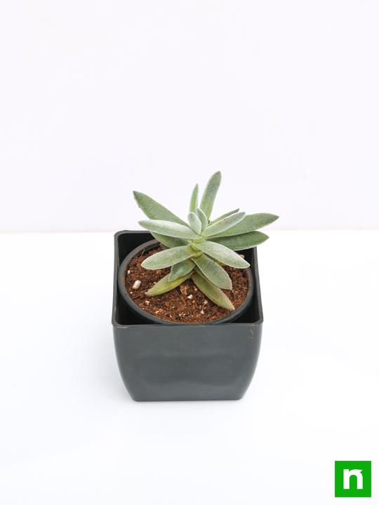 Crassula Surprise Party - Succulent Plant - Image 4