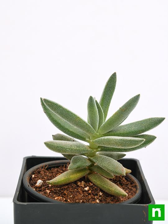 Crassula Surprise Party - Succulent Plant - Image 5
