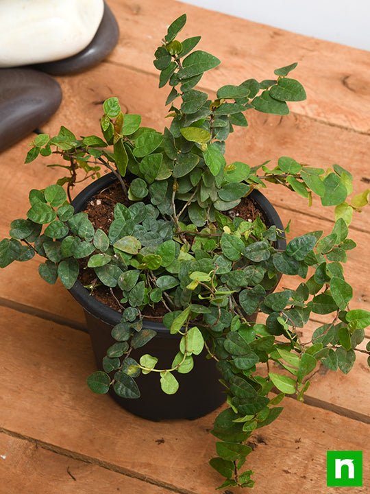 Creeping fig Plant, Ficus pumila - Plant - Image 2