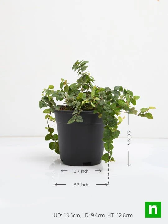 Creeping fig Plant, Ficus pumila - Plant - Image 3