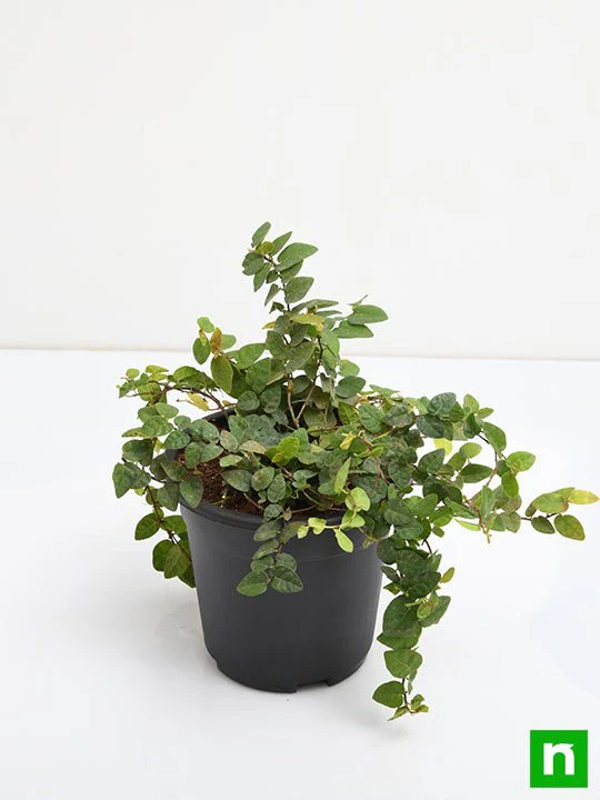 Creeping fig Plant, Ficus pumila - Plant - Image 4