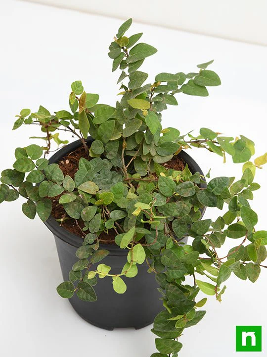 Creeping fig Plant, Ficus pumila - Plant - Image 5