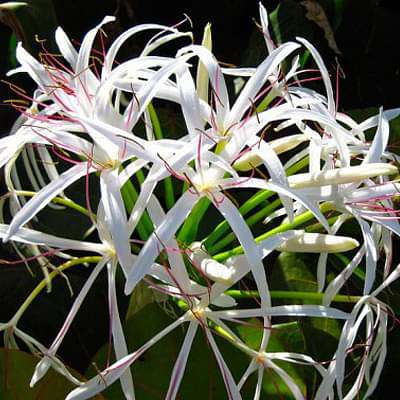 Crinum Lily, Spider Lilly (White) - Plant - Image 2