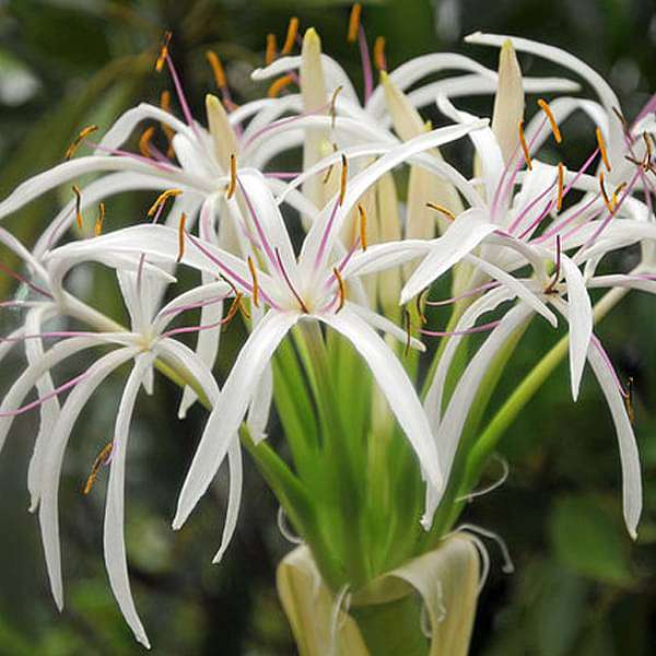 Crinum Lily, Spider Lilly (White) - Plant - Image 3