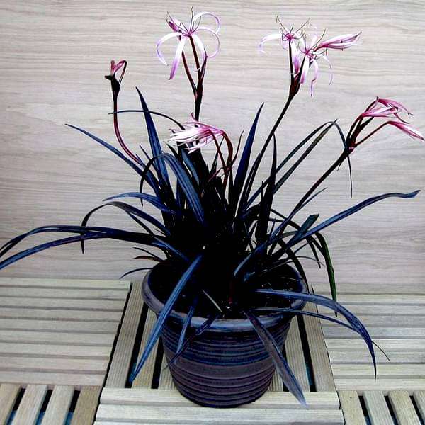 Crinum Lily, Spider Lilly (Red) - Plant