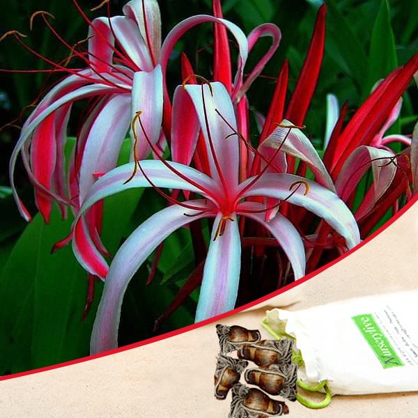 Crinum Lily (Red) - Bulbs (set of 5)
