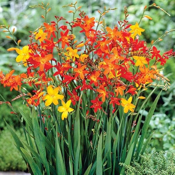 Crocosmia, Montbretia (Mix Color) - Bulbs (set of 5)