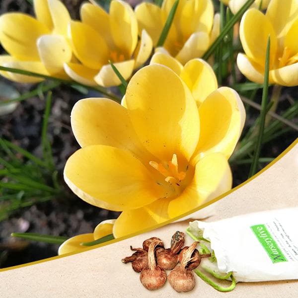 Crocus chrysanthus romance (Yellow) - Bulbs (set of 5)