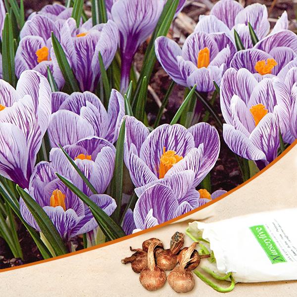 Crocus Pickwick (Light Blue) - Bulbs