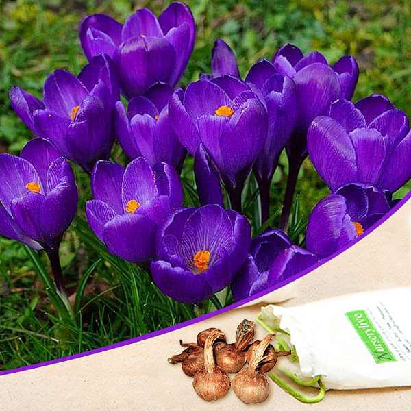 Crocus Flower Record (Purple) - Bulbs