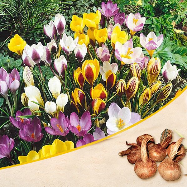 Crocus (Random Color) - Bulbs