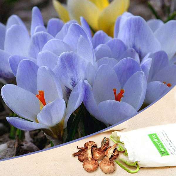 Crocus Van Guard (Blue) - Bulbs (set of 5)