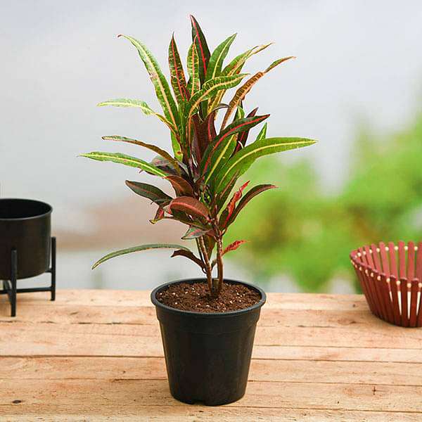 Croton Plant, Codiaeum variegatum (Captain Kidd) - Plant