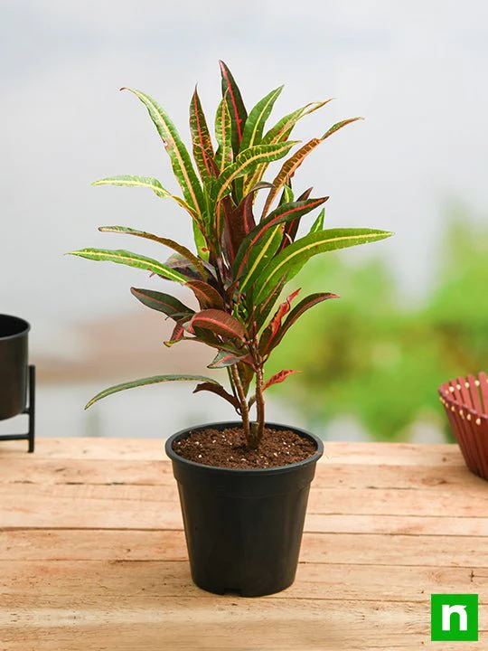 Croton Plant, Codiaeum variegatum (Captain Kidd) - Plant - Image 2